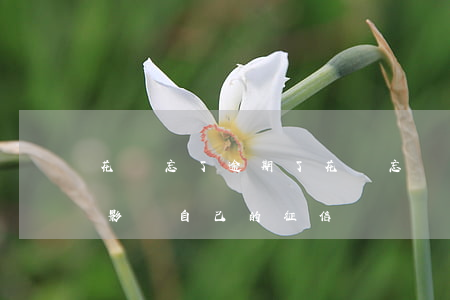 花唄忘了逾期了(花唄忘記還款逾期了1天會影響自己的征信)