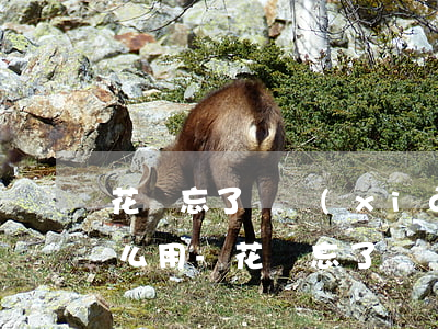 花唄忘了還現(xiàn)在還了逾期了怎么用-花唄忘了還現(xiàn)在還了逾期了怎么用不了