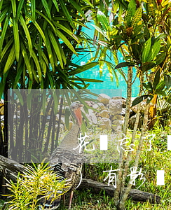 花唄忘了還逾期幾個(gè)小時(shí)有影響嗎-花唄忘了還逾期幾個(gè)小時(shí)有影響嗎怎么辦