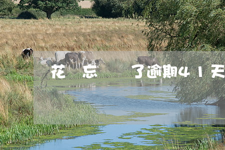 花唄忘記還了逾期41天(花唄忘記還款4天)