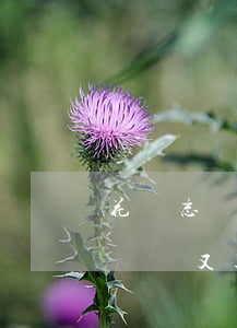 花唄忘記還又逾期兩天有什么影響-花唄忘記還又逾期兩天有什么影響嗎