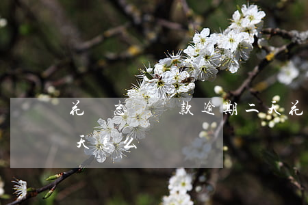 花唄忘記還款逾期二天(花唄忘記還款逾期二天怎么辦)