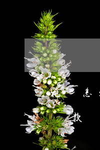花唄怎么樣才叫逾期-花唄怎么樣才叫逾期還款
