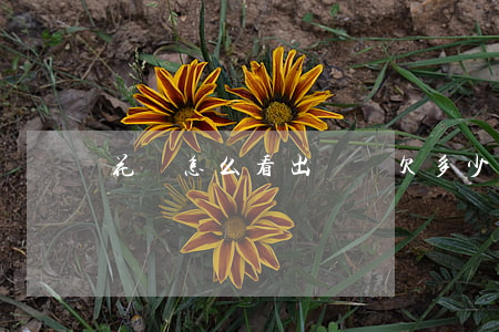 花唄怎么看出來還欠多少錢