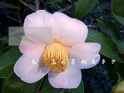 花唄怎么算利息多少