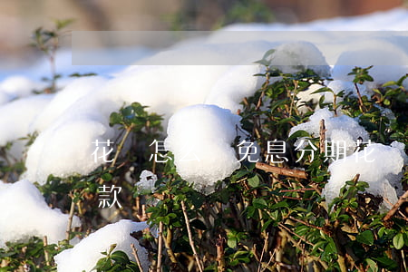 花唄怎么辦免息分期(花唄怎么辦免息分期還款)