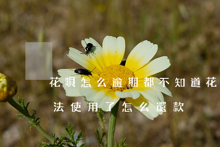 花唄怎么逾期都不知道(花唄顯示逾期,花唄無法使用了,怎么還款)