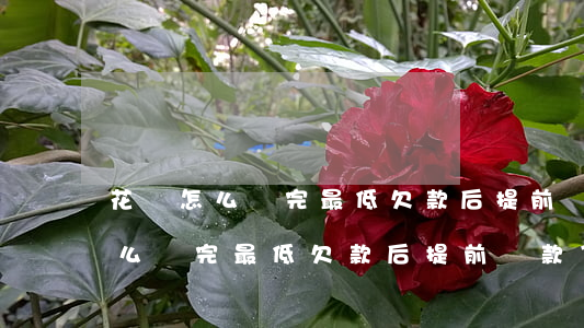 花唄怎么還完最低欠款后提前還款-花唄怎么還完最低欠款后提前還款了