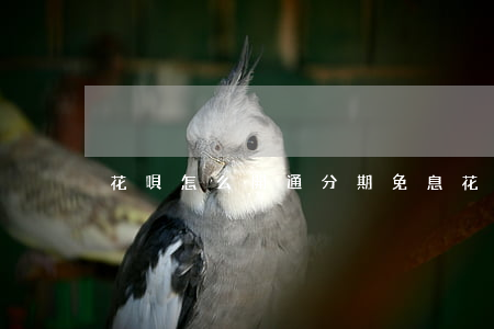 花唄怎么開通分期免息(花唄怎么做分期免息)