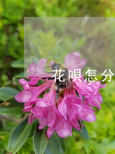 花唄怎分期免息 花唄分期免息券哪里找