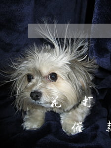 花唄打電話催還款可以慢慢還嗎-花唄打電話催還款可以慢慢還嗎是真的嗎