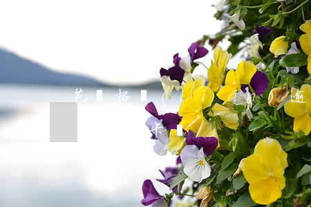 花唄招聯(lián)逾期會(huì)影響信用卡嗎