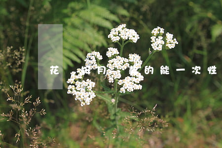 花唄按月還款的能一次性還完嗎-