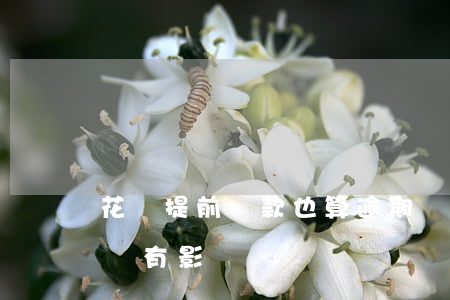 花唄提前還款也算逾期嗎(花唄提前幾天還款會有影響嗎)