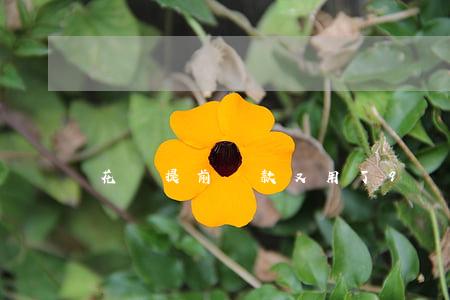 花唄提前還款又用了9號還換嗎-