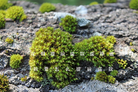 花唄提前還款還算逾期嗎(花唄逾期到下個月的要怎么提前還款)