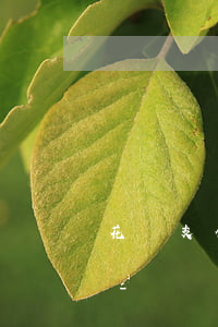 花唄支付寶逾期費(fèi)可以減免的嗎-