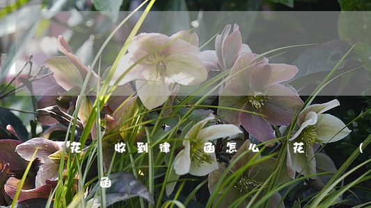 花唄收到律師函怎么辦(花唄發(fā)了律師函)