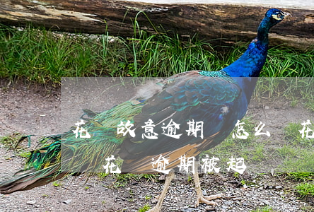 花唄故意逾期會怎么樣(花唄逾期多久會被起訴?花唄逾期被起訴)