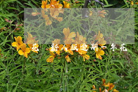 花唄新人版逾期一年 花唄新人版逾期一年