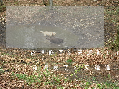 花唄晚了3天還進(jìn)去有影響嗎-花唄晚了3天還進(jìn)去有影響嗎怎么辦