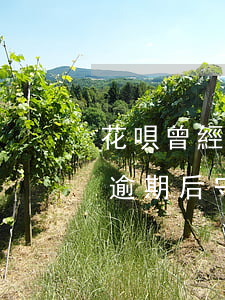 花唄曾經(jīng)逾期但是守約了(花唄逾期后守約多久才能繼續(xù)使用花唄)