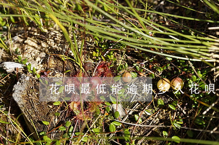 花唄最低能逾期多久(花唄最低能逾期多久啊)
