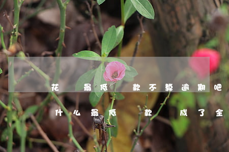 花唄最低還款不算逾期吧(花唄還款逾期了為什么最低還款變成了全部)
