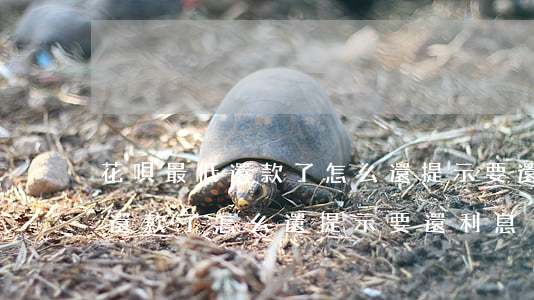 花唄最低還款了怎么還提示要還-花唄最低還款了怎么還提示要還利息