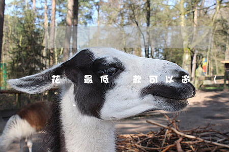 花唄最低還款可以邀請(qǐng)好友還嗎-