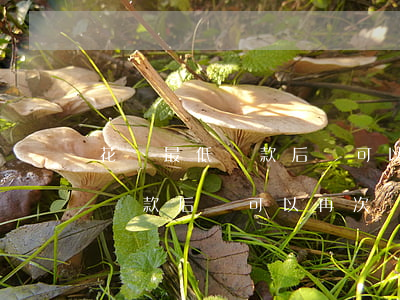 花唄最低還款后還可以再次還嗎-花唄最低還款后還可以再次還嗎安全嗎