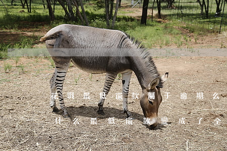 花唄最低還款屬于逾期么(花唄還款逾期了為什么最低還款變成了全部)