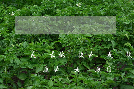花唄最低還款必須是還款日還嗎-花唄最低還款必須是還款日還嗎