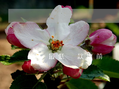 花唄最低還款提前還還是當(dāng)天還-