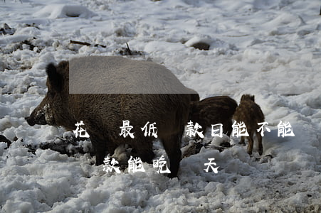 花唄最低還款日能不能遲一天還-花唄最低還款能晚幾天嗎