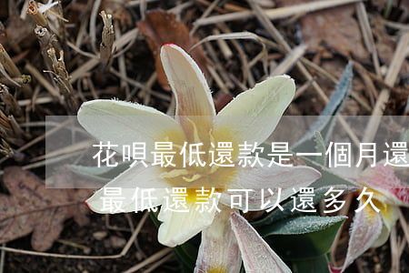 花唄最低還款是一個月還一次嗎-花唄每月最低還款可以還多久