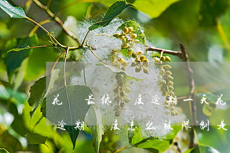 花唄最低額度逾期一天(花唄沒(méi)有逾期額度怎么被限制是怎么回事)