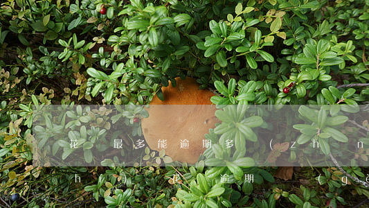 花唄最多能逾期多長(zhǎng)時(shí)間(花唄逾期幾個(gè)月會(huì)有什么后果,有獎(jiǎng)問(wèn)答)