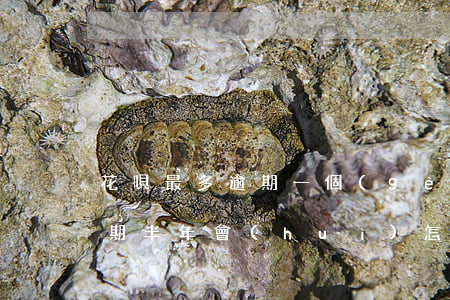 花唄最多逾期一個(gè)月半(兩千花唄逾期半年會(huì)怎么樣)