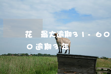 花唄最大逾期31-60(支付寶花唄1000逾期3年)