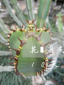 花唄月底還款逾期10天(花唄月底還款逾期10天)