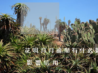 花唄月月逾期有什么影響(花唄本月超期沒還影響信用)