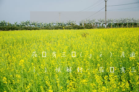花唄有三個(gè)月逾期了什么時(shí)候解封-花唄有三個(gè)月逾期了什么時(shí)候解封啊
