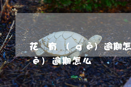 花唄有個(gè)逾期怎么辦(花唄有個(gè)逾期怎么辦)