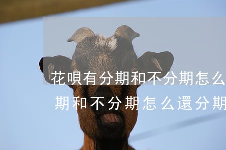 花唄有分期和不分期怎么還分期-花唄有分期和不分期怎么還分期呢