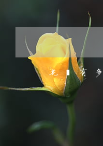 花唄有多少用戶多少逾期
