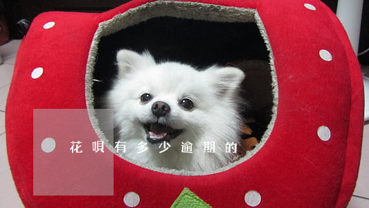 花唄有多少逾期的