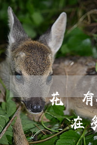 花唄有微貸產(chǎn)品逾期記錄,額度還在,多久能恢復(fù)（支付寶花唄微貸產(chǎn)品逾期記錄）