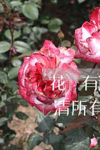 花唄有逾期了能不能分期(花唄逾期必須要還清所有欠款后才可以分期嗎)
