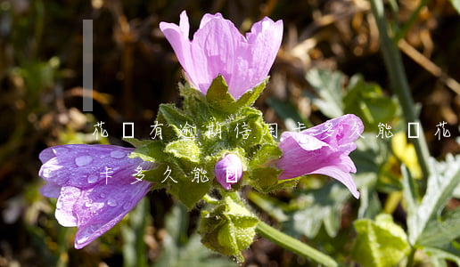 花唄有逾期信用卡多久能辦(花唄有逾期信用卡多久能辦)
